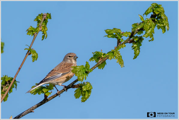 Bluthänfling  |  Nikon Z9, NIKKOR Z 800 mm 1:6,3 VR S mit TC2,0x (1600 mm), ISO 800, 1/1600s, f/13