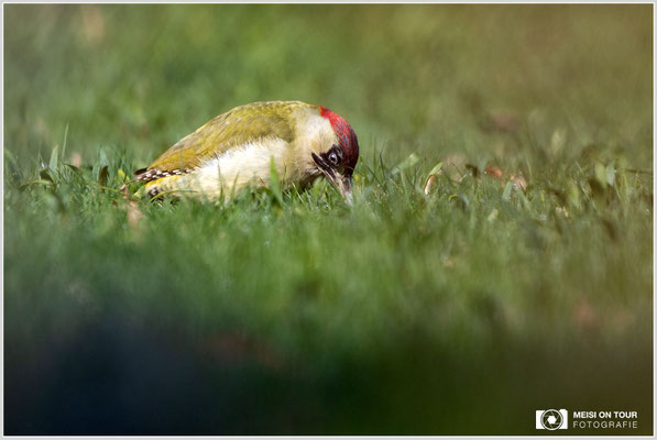 Grünspecht  |  Canon EOS R6, EF 300 f/2,8 L IS II USM mit Telekonverter 2x (600 mm), ISO 1600, 1/2500s, f/7,1