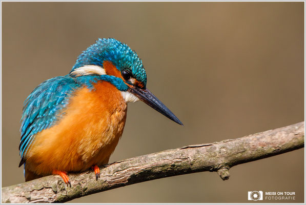 Eisvogel  |  Canon EOS-5D Mark IV, EF 300 f/2,8 L IS II USM mit Telekonverter 2x III (600 mm), ISO 1250, 1/2000s, f/8, Einbeinstativ