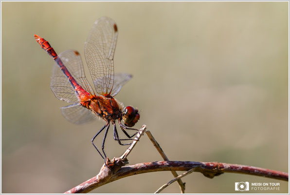 Blutrote Heidelibelle  |  Canon EOS-6D Mark, Sigma 150 f/2,8 Makro DG OS HSM, ISO 800, 1/320s, f/8, Einbeinstativ