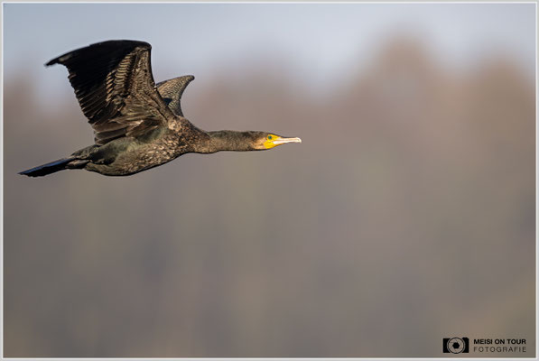 Kormoran  |  Nikon Z9, NIKKOR Z 800 mm 1:6,3 VR S, ISO 720, 1/1600s, f/6,3