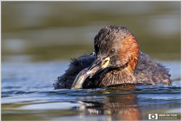 Zwergtaucher  |  Nikon Z9, NIKKOR Z 800 mm 1:6,3 VR S mit TC1,4x (1120 mm), ISO 900, 1/800s, f/9