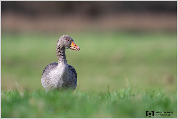 Graugans  |  Nikon Z9, NIKKOR Z 800 mm 1:6,3 VR S, ISO 320, 1/800s, f/6,3
