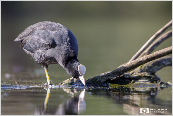 Blässhuhn  |  Canon EOS-5D Mark IV, EF 300 f/2,8 L IS II USM mit Telekonverter 2x (600 mm), ISO 800, 1/1000s, f/5,6, Reissack, Winkelsucher