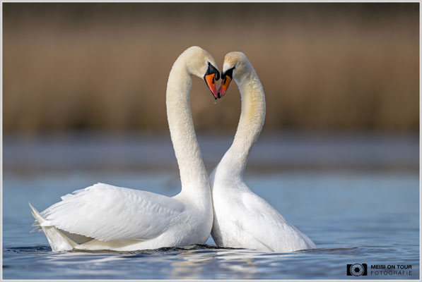 Höckerschwanenpaar formt ein Herz  |  Nikon Z9, NIKKOR Z 800 mm 1:6,3 VR S, ISO 450, 1/2500s, f/6,3