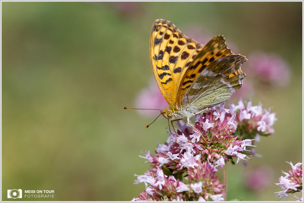 Perlmutfalter  |  Canon EOS-6D, Sigma 150 f/2,8 Makro DG OS HSM mit Telekonverter 1,4x III (210 mm), ISO 640, 1/500s, f/8, Einbeinstativ