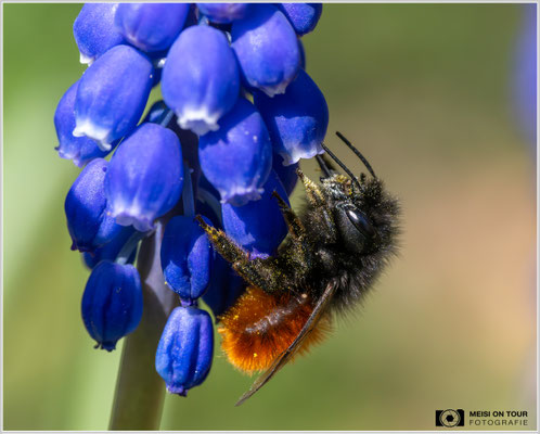 Gehörnte Mauerbiene an Traubenhyazinthe  |  Nikon Z8, Sony FE 100mm F2.8 Makro GM OSS mit Sony Konverter 2,0 (200mm), ISO 3600, 1/1600s, f/11
