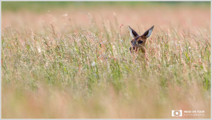 Reh  |  Canon EOS-7D Mark II, EF 300 f/2,8 L IS II USM mit Telekonverter 2x III (600 mm), ISO 250, 1/500s, f/5,6, Einbeinstativ