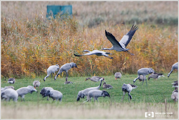 Grauer Kranich  |  Canon EOS-5D Mark IV, EF 300 f/2,8 L IS II USM mit Telekonverter 2x III (600 mm), ISO 800, 1/1000s, f/5,6, Stativ