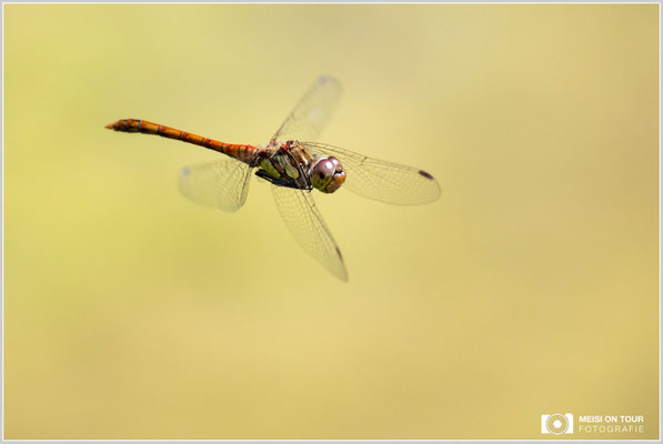 Große Heidelibelle  |  Nikon Z9, NIKKOR Z 100–400 mm 1:4,5–5,6 VR S (400 mm), ISO 1000, 1/2500s, f/5,6