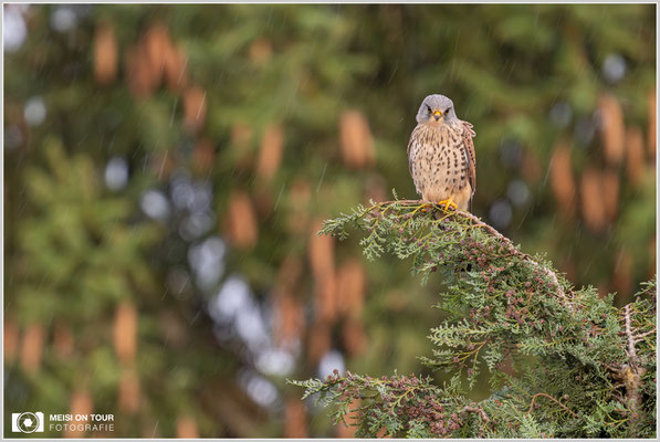 Turmfalke  |  Nikon Z9, NIKKOR Z 800 mm 1:6,3 VR S mit TC2,0x (1600 mm), ISO 1600, 1/160s, f/13