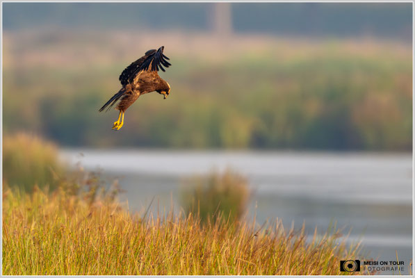 Rohrweihe  |  Nikon Z9, NIKKOR Z 800 mm 1:6,3 VR S mit TC1,4x (1120 mm), ISO 2000, 1/1600s, f/9