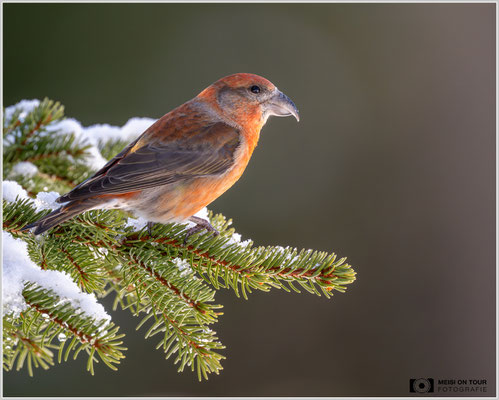 Fichtenkreuzschnabel  |  Nikon Z9, NIKKOR Z 800 mm 1:6,3 VR S, ISO 1800, 1/1600s, f/6,3