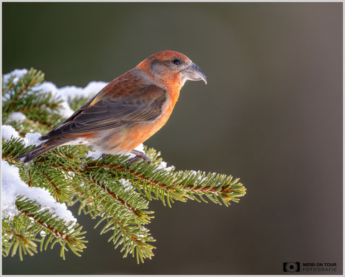 Fichtenkreuzschnabel  |  Nikon Z9, NIKKOR Z 800 mm 1:6,3 VR S, ISO 1800, 1/1600s, f/6,3