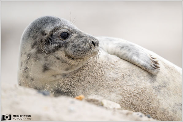 Kegelrobbenjungtier  |  Nikon Z9, NIKKOR Z 800 mm 1:6,3 VR S, ISO 4500, 1/1600s, f/6,3