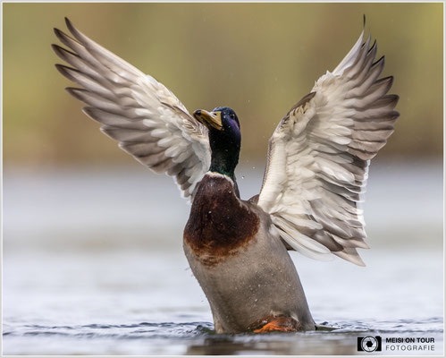 Stockente  |  Canon EOS R6, EF 300 f/2,8 L IS II USM mit Telekonverter 2x (600 mm), ISO 800, 1/2500s, f/7,1