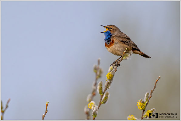 Blaukehlchen  |  Nikon Z9, NIKKOR Z 800 mm 1:6,3 VR S mit TC1,4x (1120 mm), ISO 1000, 1/2000s, f/9