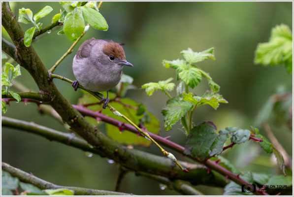 Mönchsgrasmücken Weibchen  |  Nikon Z9, NIKKOR Z 800 mm 1:6,3 VR S mit TC1,4x (1120 mm), ISO 4500, 1/1000s, f/9