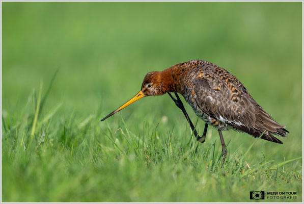 Uferschnepfe  |  Nikon Z9, NIKKOR Z 800 mm 1:6,3 VR S, ISO 900, 1/4000s, f/6,3