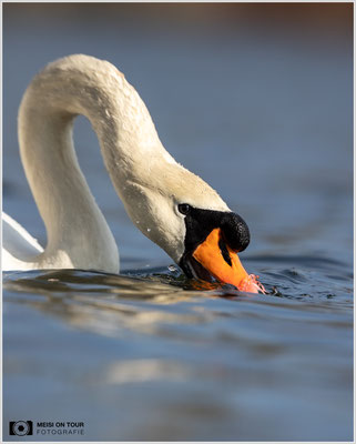 Höckerschwan  |  Canon EOS R6, EF 300 f/2,8 L IS II USM mit Telekonverter 2x (600 mm), ISO 800, 1/2500s, f/7,1