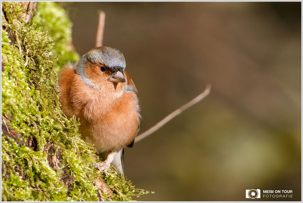 Buchfink  |  Canon EOS-7D Mark II, Sigma 50-500 (500 mm), ISO 320, 1/640s, f/8, Einbeinstativ