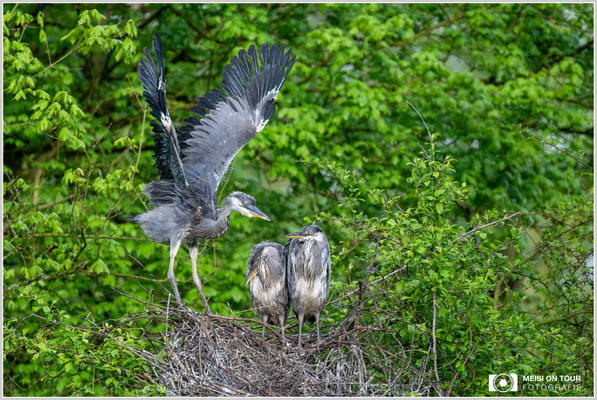 Graureiher-Jungtiere  |  Nikon Z8, NIKKOR Z 100–400 mm 1:4,5–5,6 VR S mit TC 1,4 (560 mm), ISO 2800, 1/640s, f/8