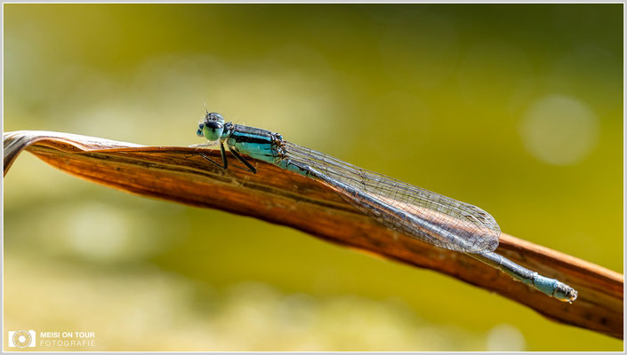 Pechlibelle  |  Nikon Z9, NIKKOR Z MC 105 mm 1:2,8 VR S, ISO 800, 1/250s, f/13