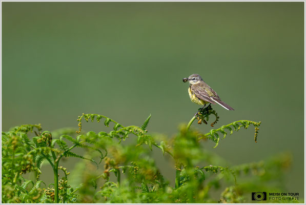 Schafstelze  |  Nikon Z9, NIKKOR Z 800 mm 1:6,3 VR S mit TC1,4x (1120 mm), ISO 1400, 1/3200s, f/9