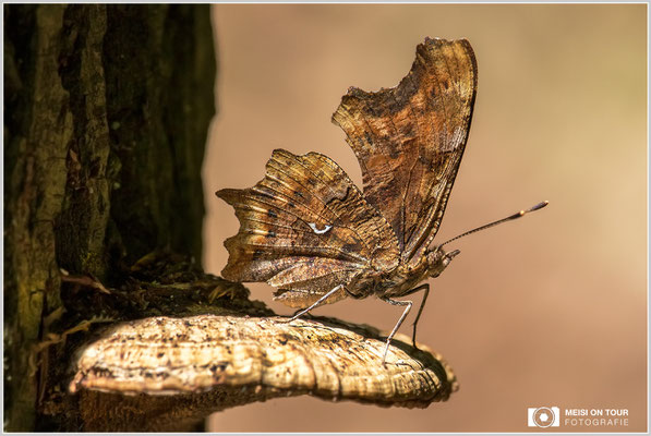 C-Falter  |  Canon EOS-7D Mark II, EF-S 55-250 f/5,6 IS STM, ISO 320, 1/640s, f/6,3