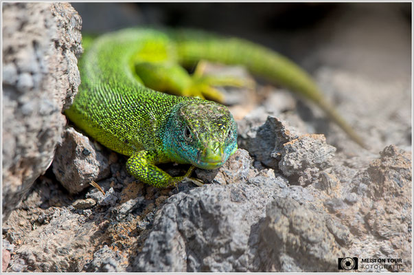 Smaragdeidechse  |  Canon EOS R6, EF 300 f/2,8 L IS II USM mit Telekonverter 2x (600 mm), ISO 800, 1/1600s, f/8
