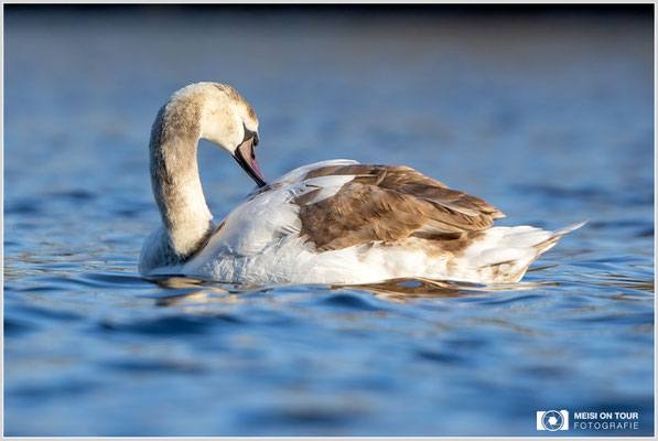 Höckerschwan Jungtier  |  Canon EOS R6, EF 300 f/2,8 L IS II USM mit Telekonverter 2x (600 mm), ISO 800, 1/2000s, f/6,3