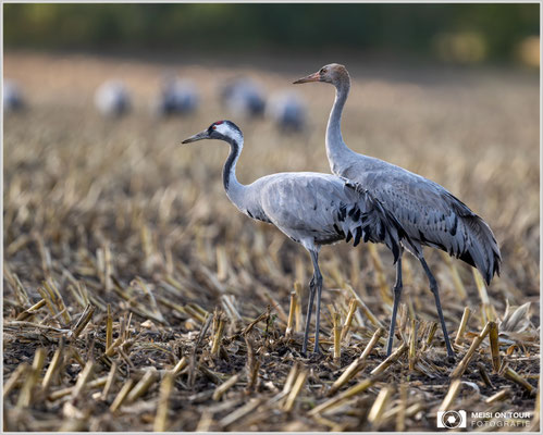 Kranich mit Jungtier  |  Nikon Z9, NIKKOR Z 800 mm 1:6,3 VR S, ISO 1250, 1/1250s, f/6,3