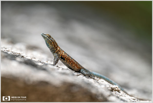 Gemeiner Seitenfleckleguan | Nikon Z8, NIKKOR Z 100-400 mm 1:5,6 S (400 mm), ISO 450, 1/1250, f/5,6