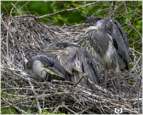 Graureiher-Jungtiere  |  Nikon Z9, NIKKOR Z 800 mm 1:6,3 VR S mit TC1,4x (1120 mm), ISO 1250, 1/1250s, f/9