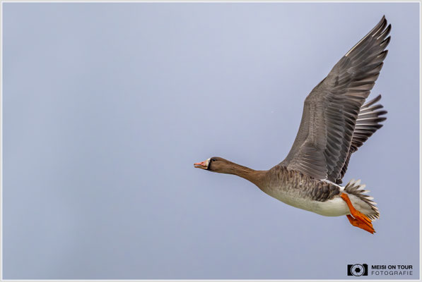 Blässgans  |  Nikon Z9, NIKKOR Z 800 mm 1:6,3 VR S mit TC1,4x (1120 mm), ISO 2800, 1/2500s, f/9