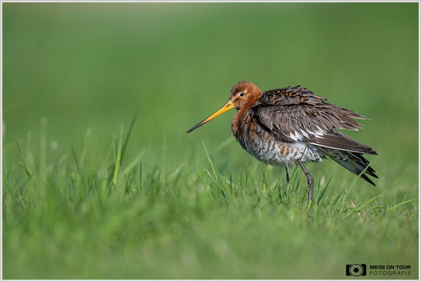 Uferschnepfe  |  Nikon Z9, NIKKOR Z 800 mm 1:6,3 VR S, ISO 800, 1/4000s, f/6,3