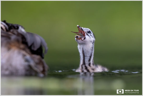 Haubentaucher  |  Canon EOS R6, EF 300 f/2,8 L IS II USM mit Telekonverter 2x (600 mm), ISO 1600, 1/640s, f/7,1