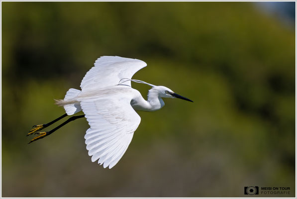 Seidenreiher  |  Nikon Z9, NIKKOR Z 800 mm 1:6,3 VR S mit TC1,4x (1120 mm), ISO 900, 1/4000s, f/9