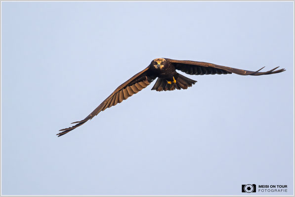 Rohrweihe  |  Nikon Z9, NIKKOR Z 800 mm 1:6,3 VR S mit TC1,4x (1120 mm), ISO 1800, 1/2500s, f/9