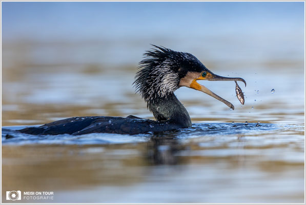 Kormoran  |  Canon EOS R6, EF 300 f/2,8 L IS II USM mit Telekonverter 2x (600 mm), ISO 800, 1/3200s, f/7,1