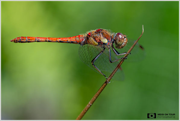 Große Heidelibelle | Nikon Z8, NIKKOR Z MC 105 1:2,8 VR S, ISO 900, 1/800s, f/13