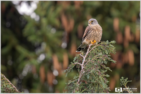 Turmfalke  |  Nikon Z9, NIKKOR Z 800 mm 1:6,3 VR S mit TC2,0x (1600 mm), ISO 1250, 1/200s, f/13