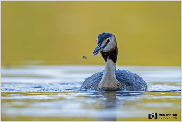Haubentaucher  |  Canon EOS R6, EF 300 f/2,8 L IS II USM mit Telekonverter 2x (600 mm), ISO 800, 1/640s, f/7,1