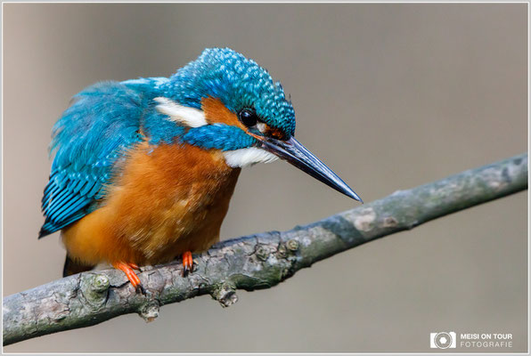 Eisvogel  |  Canon EOS-5D Mark IV, EF 300 f/2,8 L IS II USM mit Telekonverter 2x III (600 mm), ISO 6400, 1/3200s, f/8, Einbeinstativ