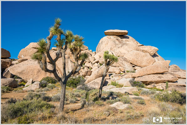 Joshua Tree NP | Nikon Z8, NIKKOR Z 24-120 mm 1:4 S (24 mm), ISO 100, 1/160, f/14