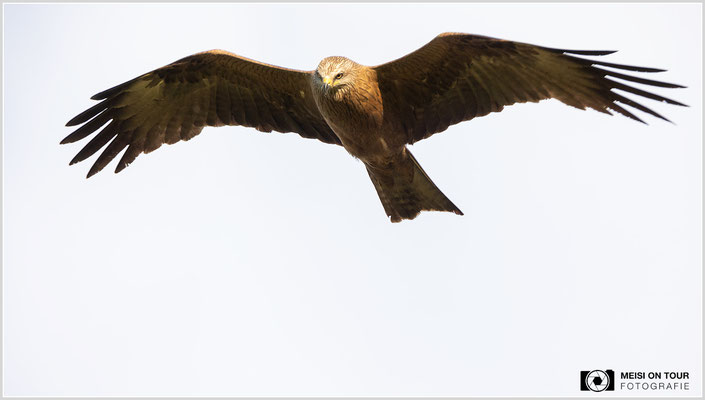 Rotmilan  |  Canon EOS R6, EF 300 f/2,8 L IS II USM mit Telekonverter 2x (600 mm), ISO 800, 1/1600s, f/7,1