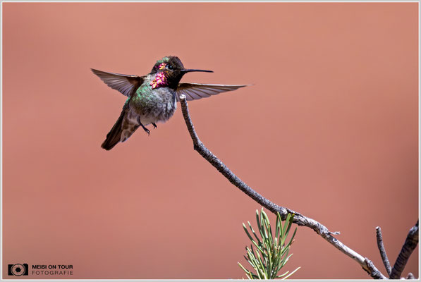 Annakolibri | Nikon Z9, NIKKOR Z 800 mm 1:6,3 VR S mit TC1,4x (1120 mm), ISO 5000, 1/8000s, f/9