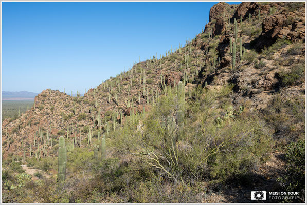Saguaro NP | Nikon Z8, NIKKOR Z 24-120 mm 1:4 S (33 mm), ISO 100, 1/100, f/16