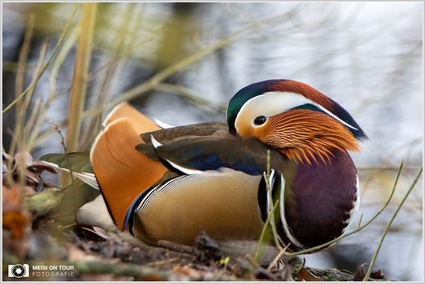 Mandarinente  |  Canon EOS R6, EF 300 f/2,8 L IS II USM mit Telekonverter 2x III (600 mm), ISO 1600, 1/200s, f/6,3, Freihand