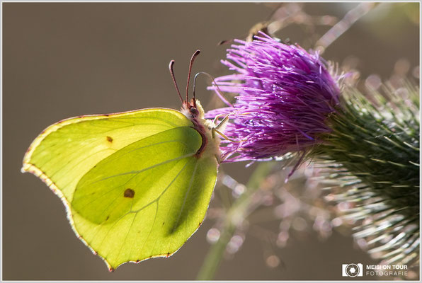 Zitronenfalter  |  Canon EOS-5D Mark IV, EF 300 f/2,8 L IS II USM mit Telekonverter 2x III (600 mm), ISO 500, 1/1000s, f/8, Einbeinstativ